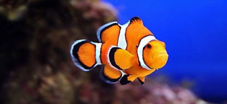 Clownfish для скайп